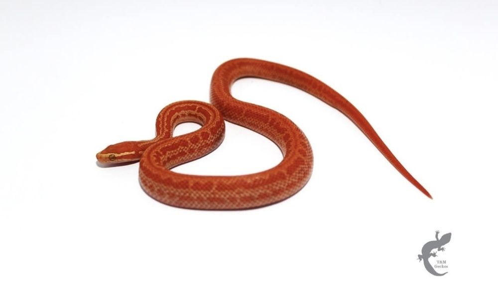 Wąż mahoniowy Boaedon capensis