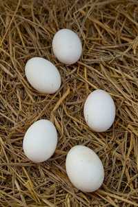 Інкубаційне яйце качки голубий фаворит