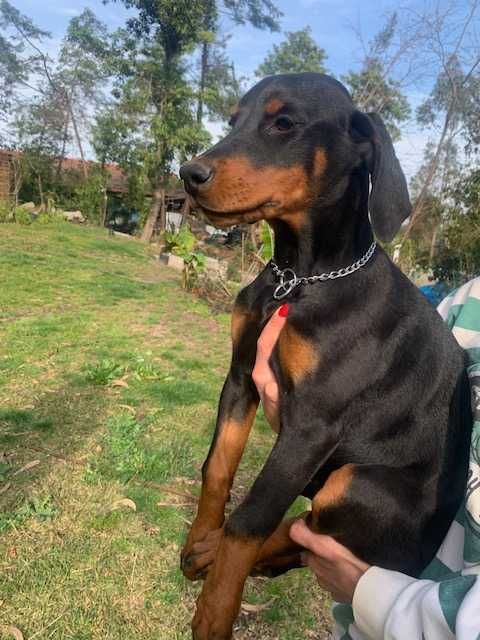 Cachorro Doberman excelente exemplar e caracter