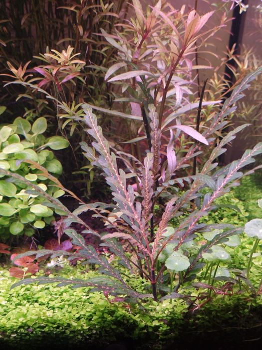 Várias plantas de aquário