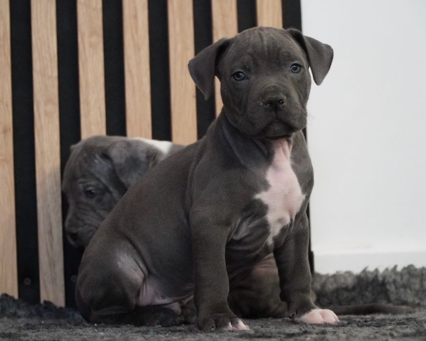 American Staffordshire Terrier blue