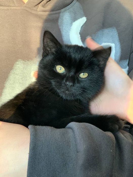 В добрі ручки, котенятка