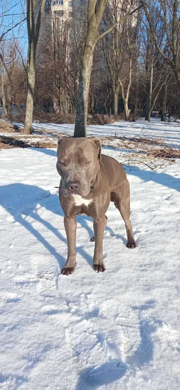 American Pitbull Terrier Blue Nose(В'язка)