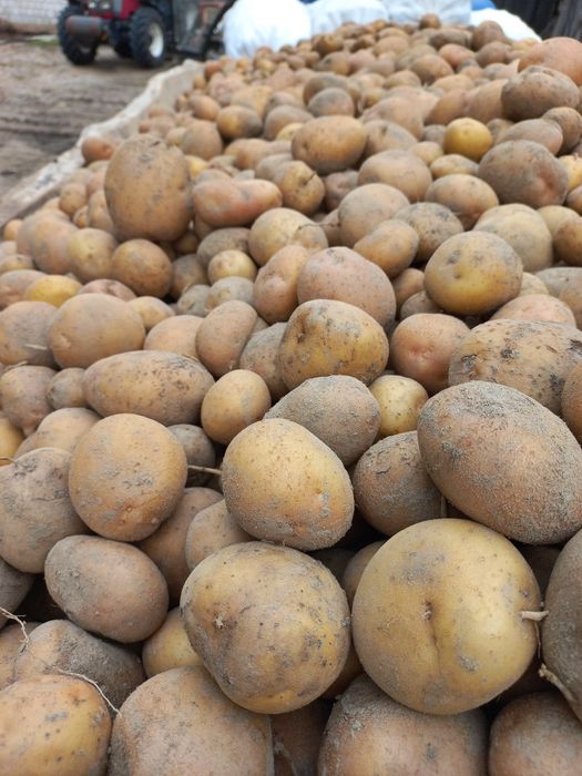 Ziemniaki jadalne irga