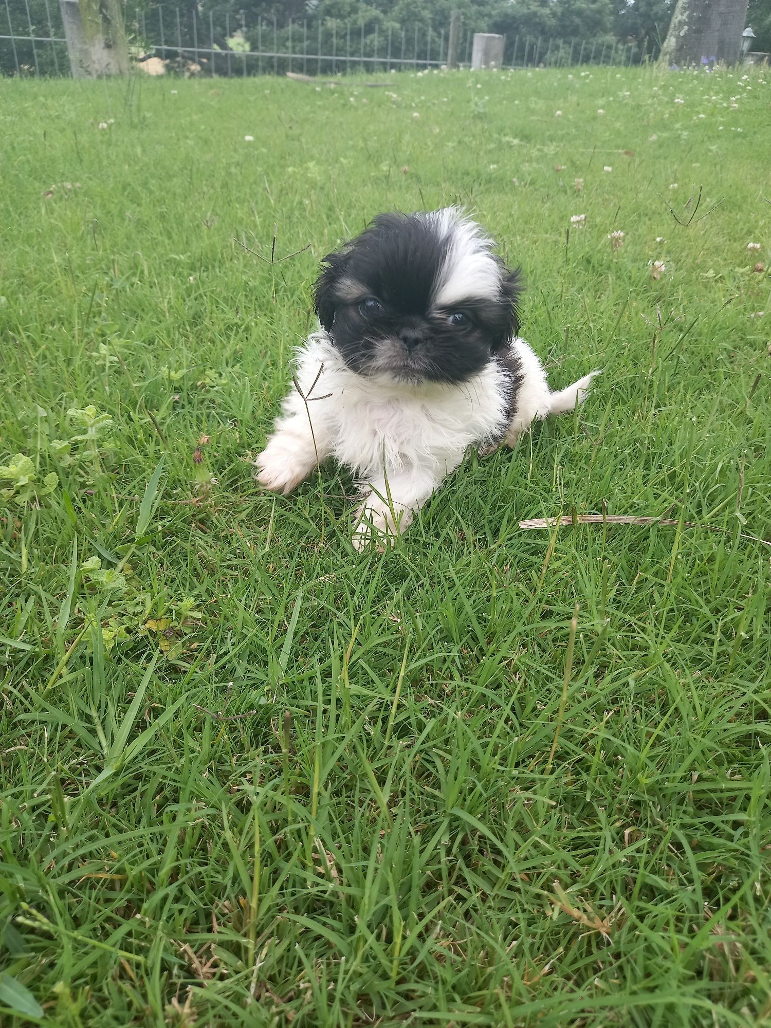 Menino  shih-tzu