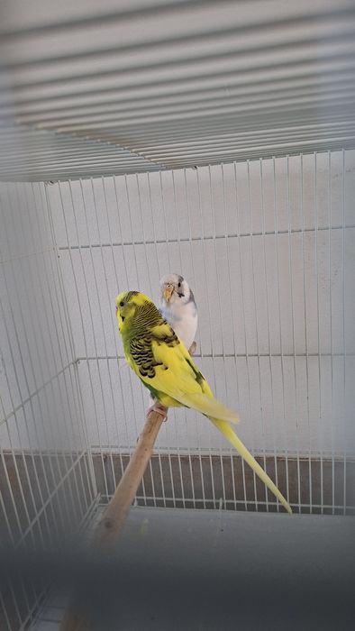 Periquitos + Gaiola