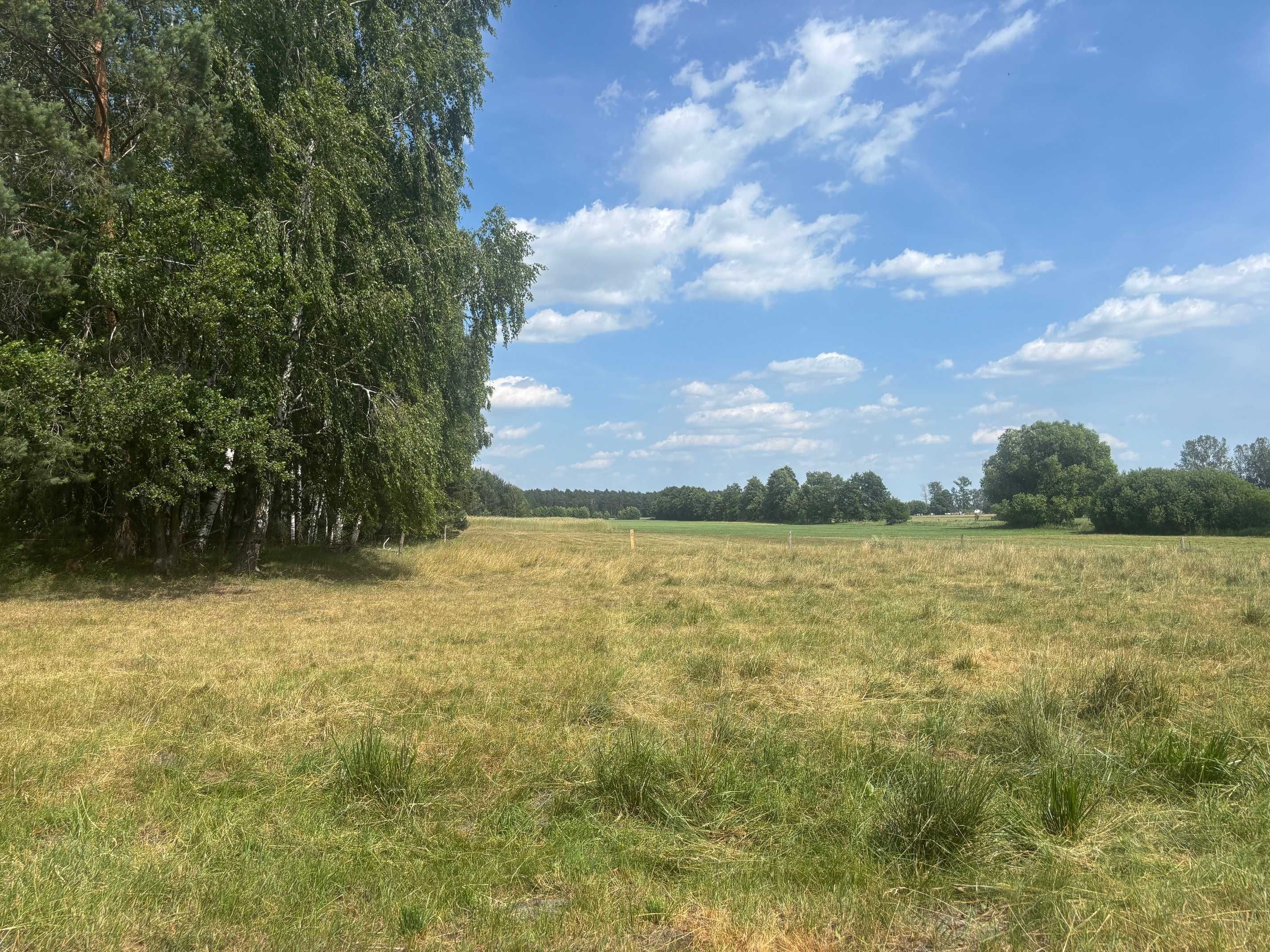 Działka Biernacice niedaleko- Uniejów / las/ warunki zabudowy