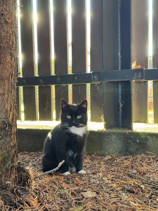 Młode podrzucone kociaki poszukują domu