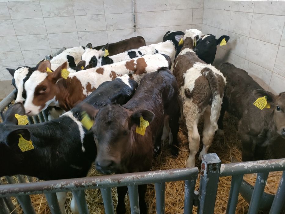 Sprzedaż cielaki mm byczki i jaloszki Polskie