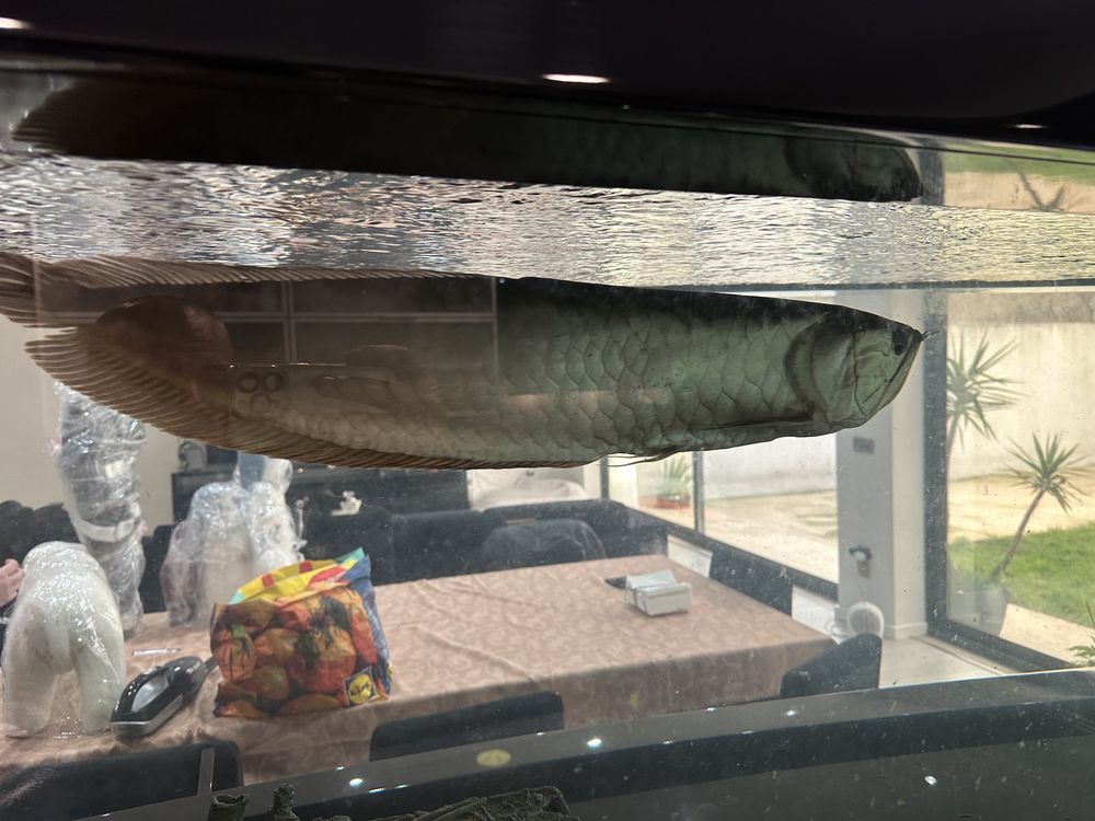 Arowana com mais de 50cm