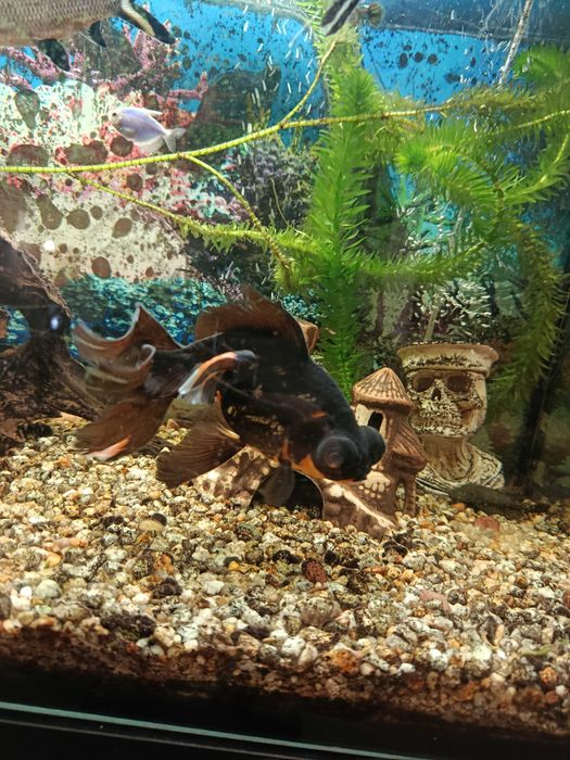 Czarny Goldfiish do adopcji