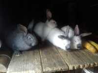 Кролики молодняк!!!