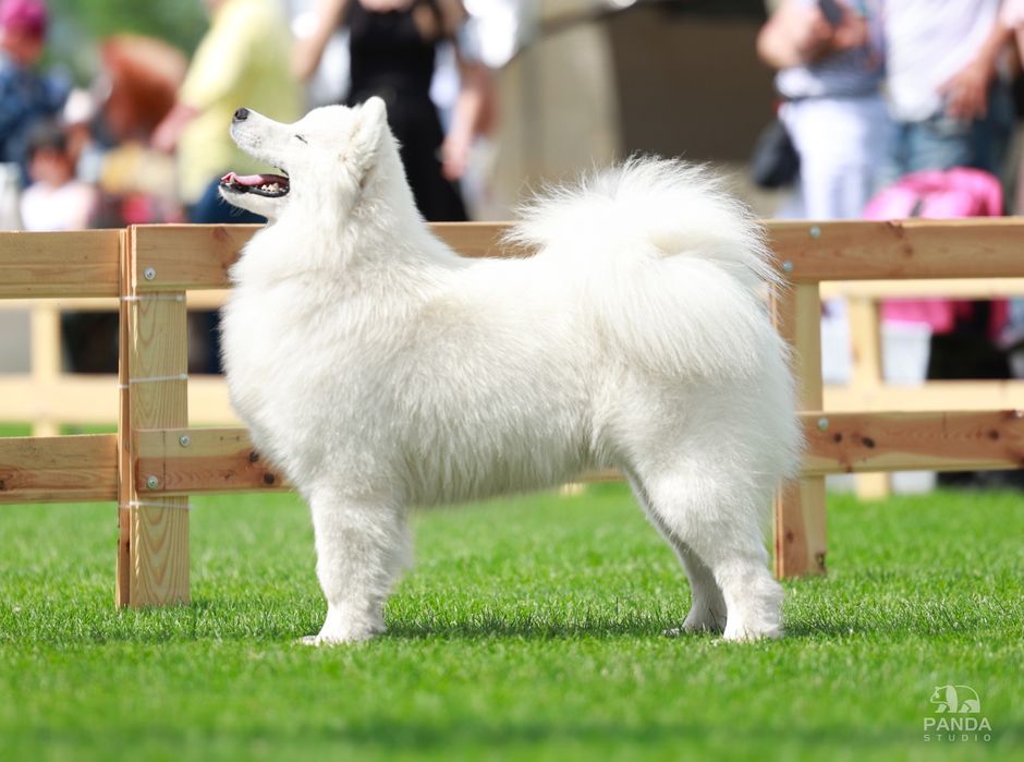 Samoyed szczeniak odbiór listopad/grudzień