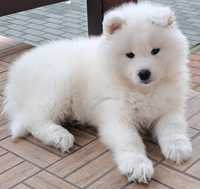 Sprzedam Samoyeda