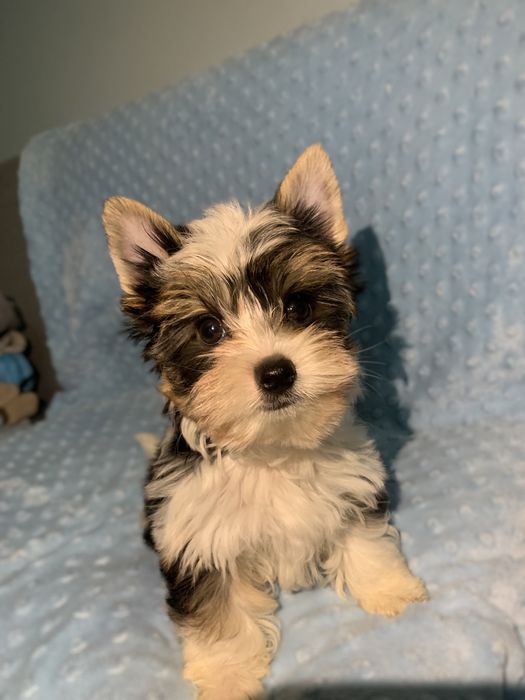 Samiec yorkshire terrier biewer