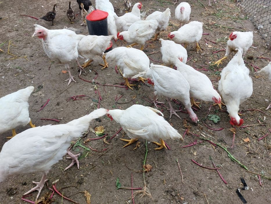 Kury brojlery z własnego chowu