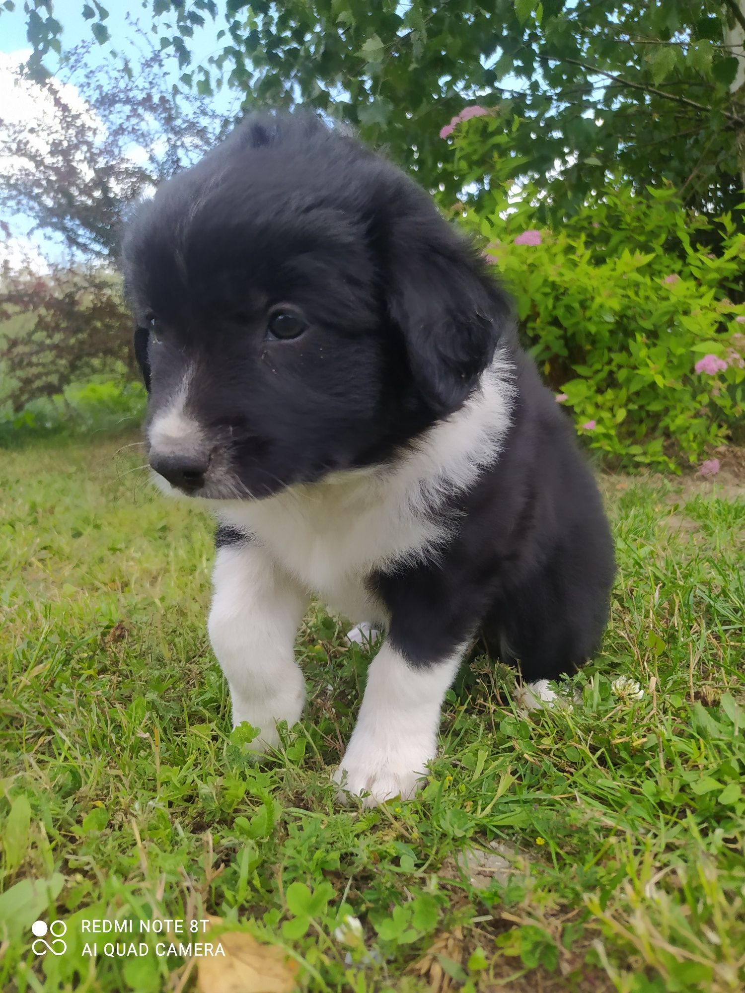 Border Collie - Czarno-biała