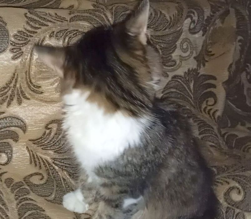 Красавчик котёнок, мальчик, июнь