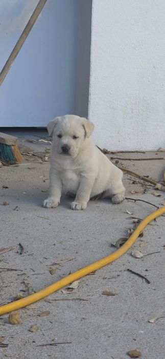 Ninhada para Adopção