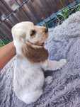 Cocker spaniel angielski