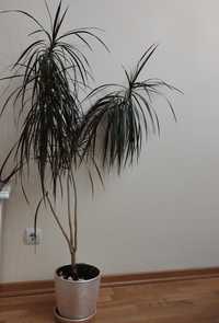 Комнатное растение драцена 150 см