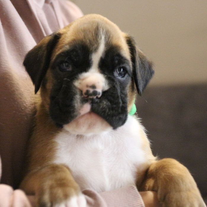 Piesek bokser szczeniak po wybitnych rodzicach