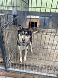 Kojak w typie husky czeka na Ciebie w schronisku! Adopcja dt