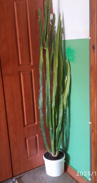 Кактус 1.5 метра