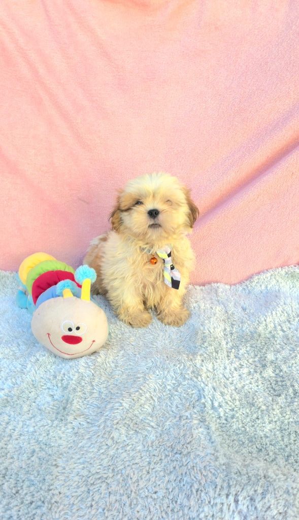 Shih-tzus excelente exemplar