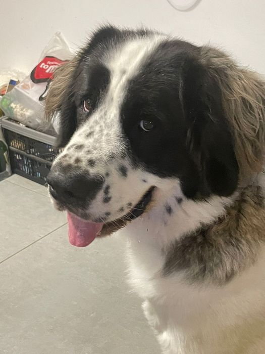 Opieka nad psem/kotem/szczurkiem