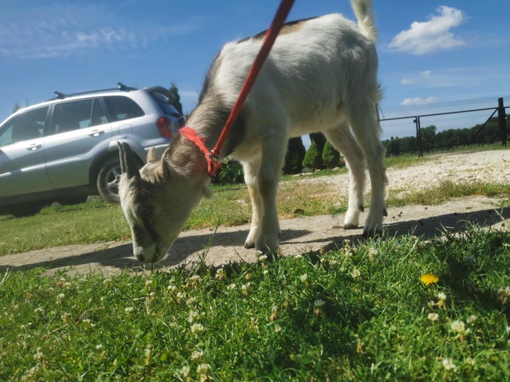 Sprzedam młode kozy