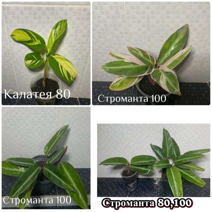 Олеандри , хлорофітуми та інші рослини