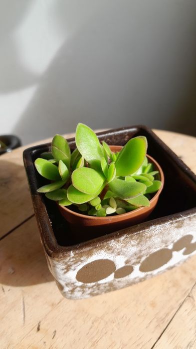 Crasula stretto zielona + variegata