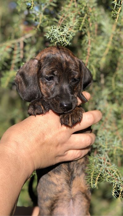 Тигрове цуценя мініатюрної такси з документами клуба