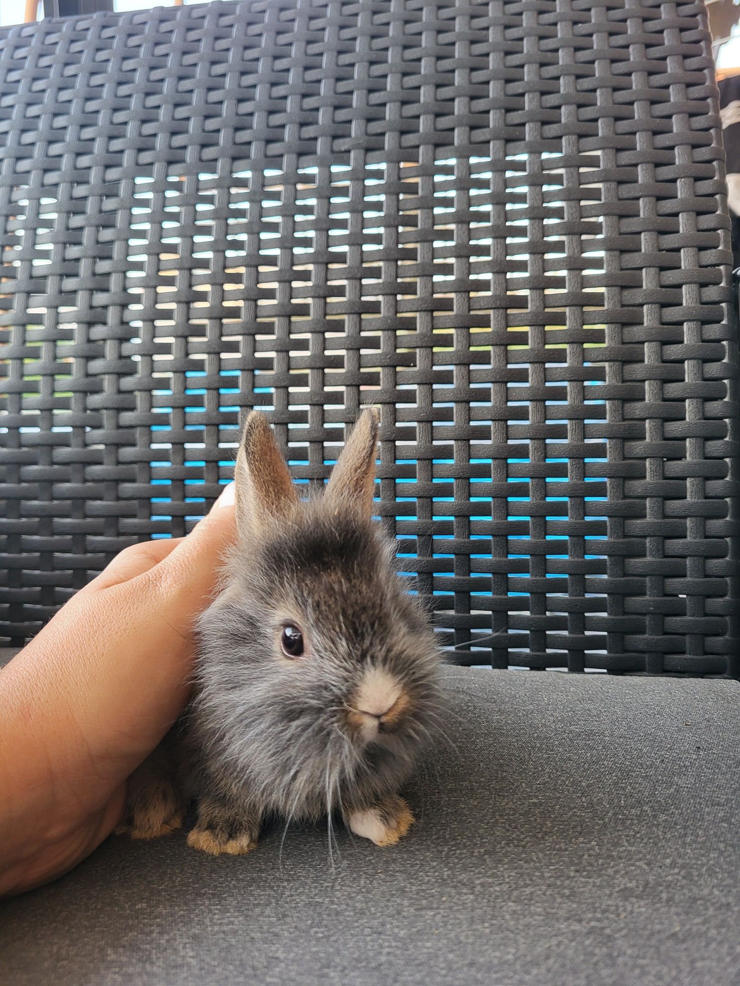 Króliczki miniaturki