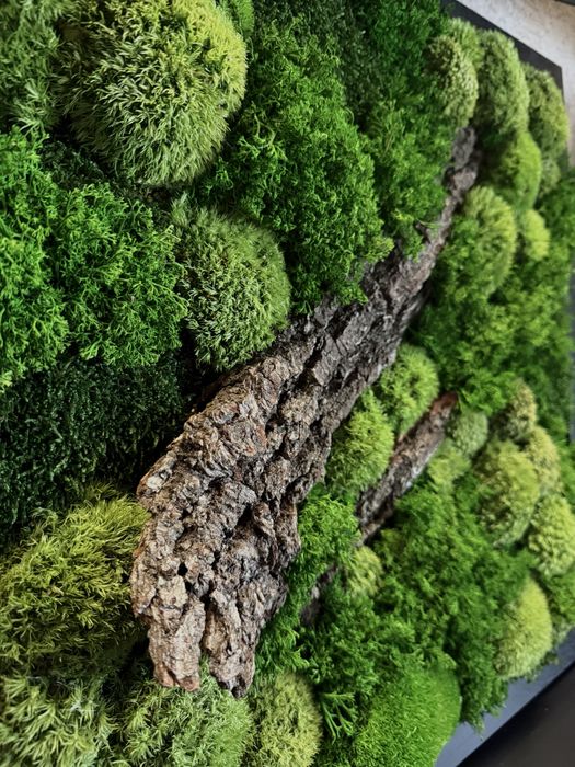 Obraz z mchu stabilizowanego 54×54