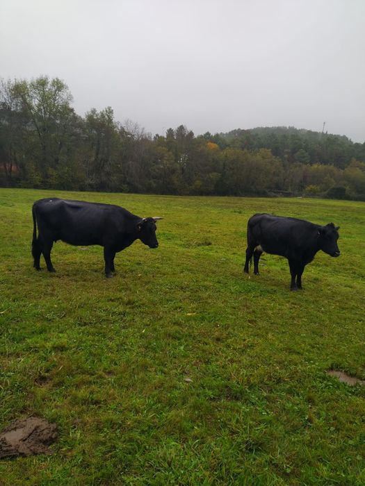 Vacas cruzadas prenhas