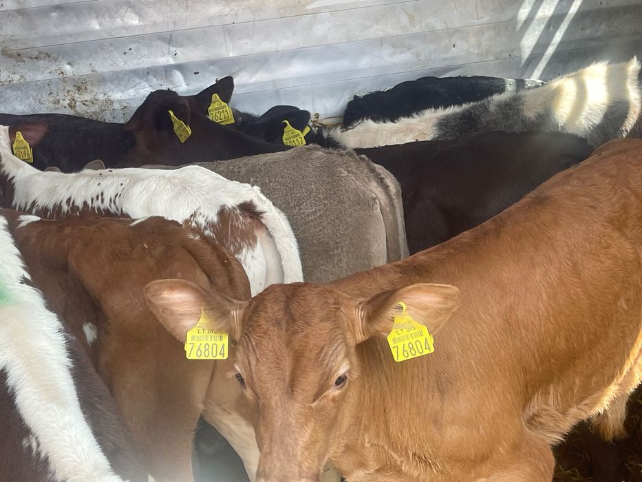 Sprzedam 15 byczków mięsnych