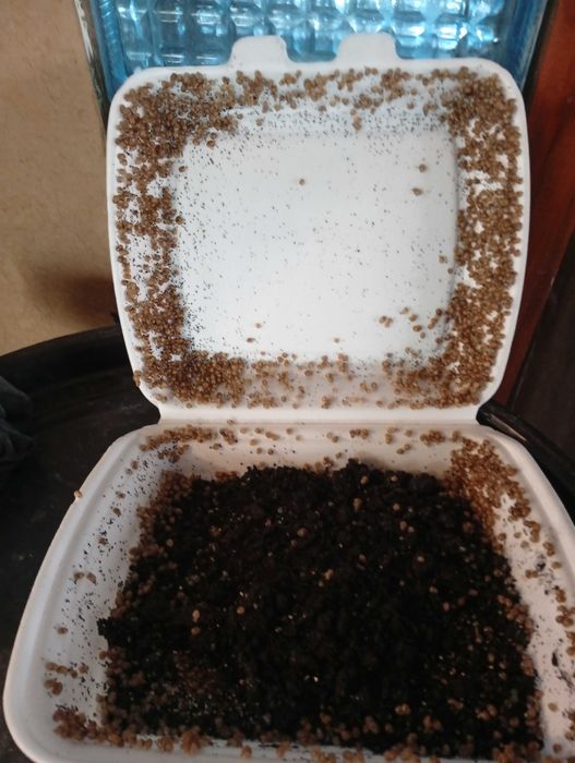 Мальок, ікра равлика helix aspersa muller Мюллер