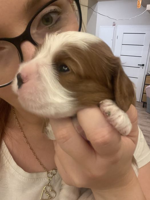 Cavalier king charles spaniel chlopak