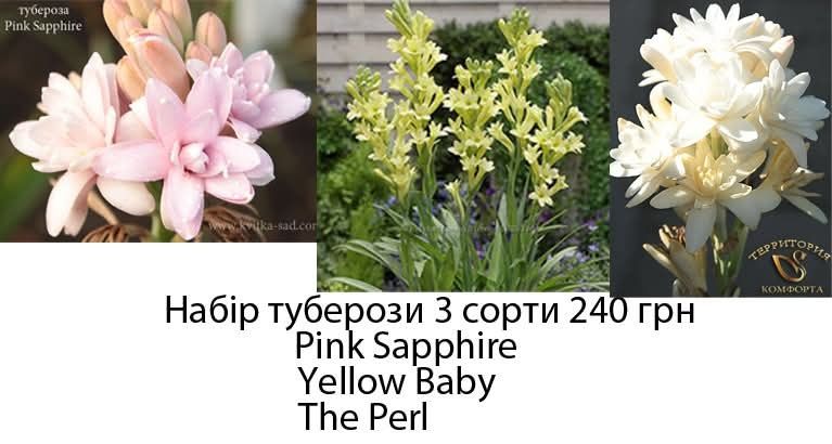 Тубероза. Набір 3 сорти