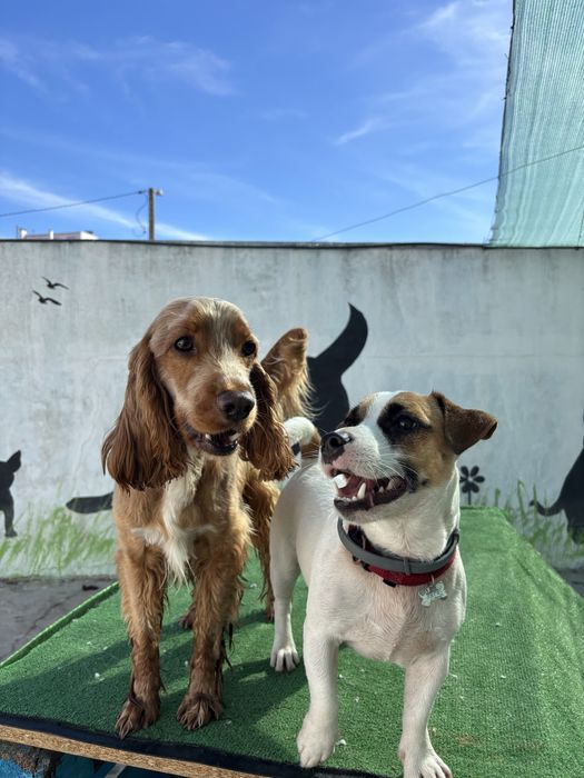 Pet sitter e Dog Walker com experiência