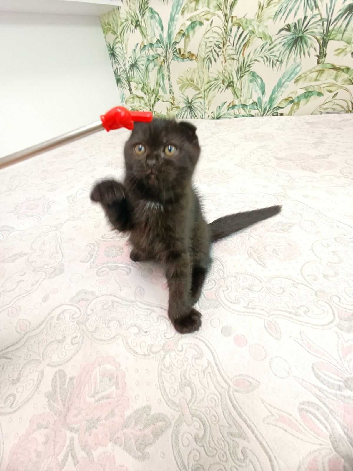 Котик висловухий шотландець. Тройний залом вушок.
