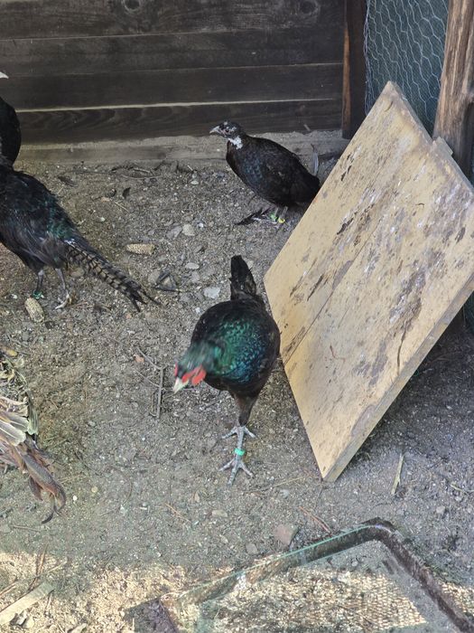 Sprzedam ptaki widoczne na zdjęciach