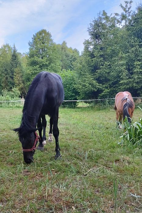 Sprzedam klacz śląską