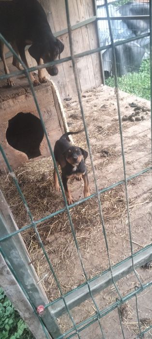 Карпаціка гонча охотніча сука