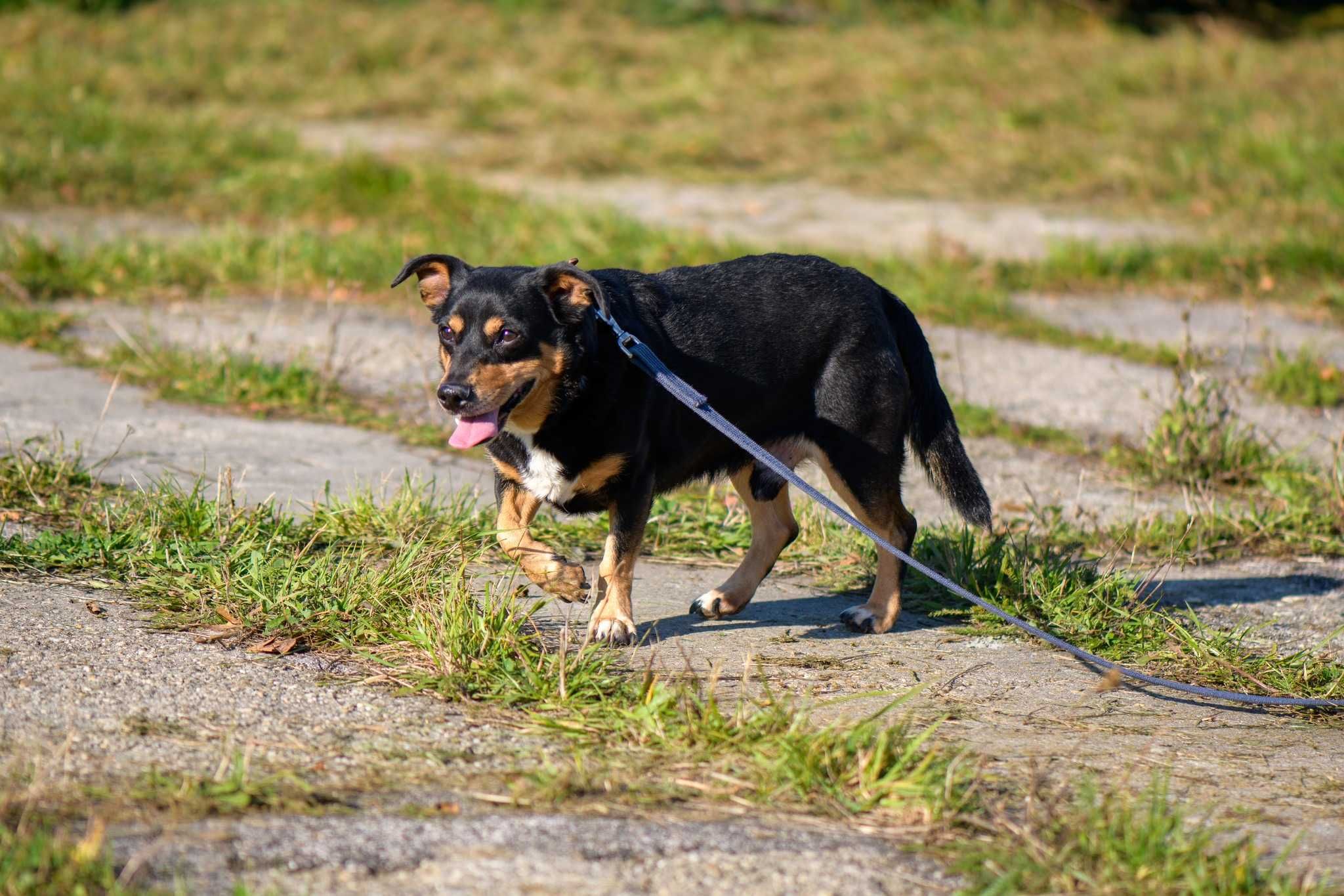 Max poleca się do adopcji