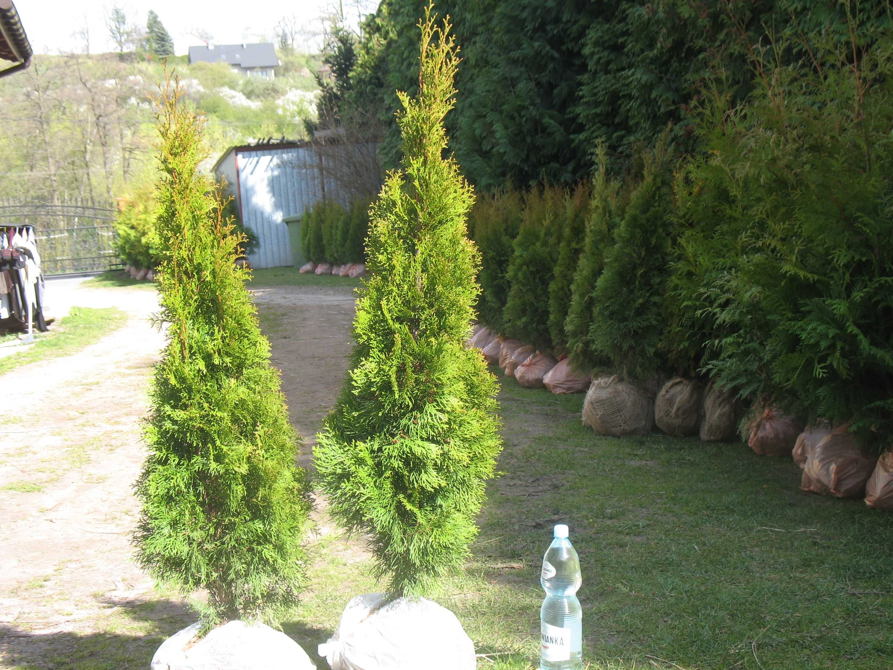 Tuja szmaragd 160 cm, smaragd, tuje, thuja, krzewy ozdobne, iglaki