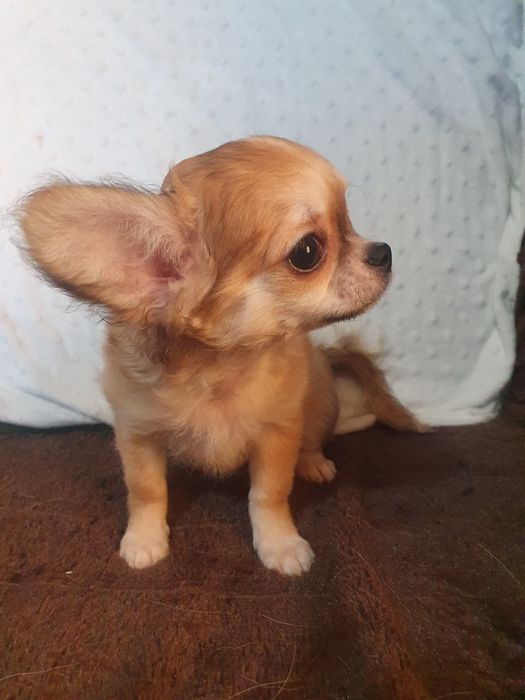 Мальчик чихуахуа длинношерстный