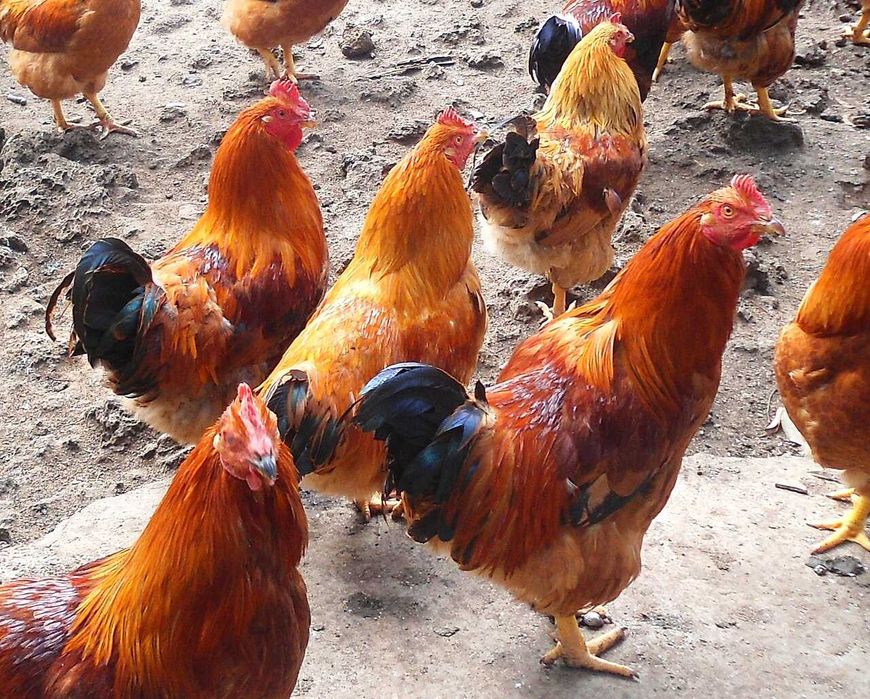 Capões, Galos capões caseiros